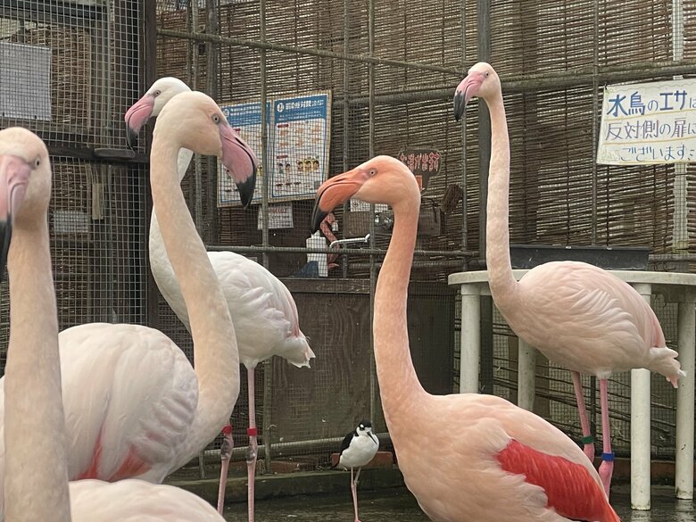 提供：富士花鳥園