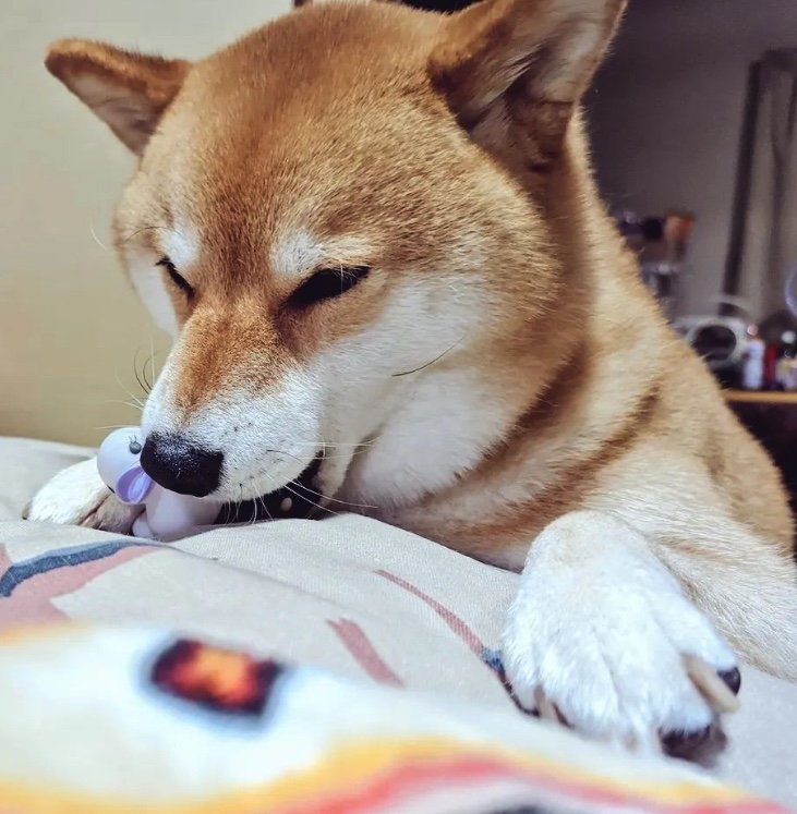 提供：柴犬スティーブch【コーギーと猫を添えて】さん