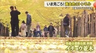 イチョウ並木見ごろ　全長250メートルの黄金色のトンネルのもと秋満喫・夜はライトアップ　山形・天童市