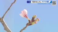 一足先にソメイヨシノ開花！　「花咲かおじさん」開花促成に成功　次の目標は今週満開　広島市植物公園