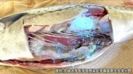 「うわ、生きてる」動くアニサキス25匹　酢やワサビでは死滅せず…「予防には加熱と冷凍の二択」　口つけたペットボトルは翌日に飲むと「おなかを壊す」リスク　長野市保健所が親子に伝える食中毒の予防法