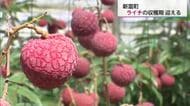 「生のフレッシュさを味わってほしい」　新富町でライチの収穫