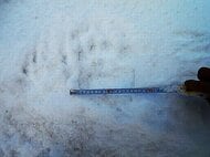 【ヒグマ速報・画像あり】雪の上に爪の形までクッキリ残る”クマの足跡”幅14センチ…巡回中のハンターが発見…現場は国道やJRに近い森の中…冬眠遅れ？穴持たず？クマ徘徊中〈北海道森町〉