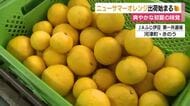 爽やかな初夏の味覚　ニューサマーオレンジの出荷始まる　