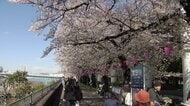 桜前線北上中の東北で雪　桜見頃の金沢・兼六園は無料開放　週末雨予想で隅田川に花見客続々　都内名所で桜の倒木相次ぎ懸念の声
