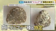 ”世界三大珍味”「トリュフ」関西で発見「ものすごい濃ゆい　いい匂い」人工栽培で気軽に食卓に並ぶ日も