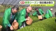到来！新茶シーズン　初の摘み取り　もえぎ色の新芽　鮮やかに輝く　近く店頭販売を開始