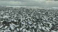 イワシ大量漂着に英紙“処理水”関連づける動画拡散 「核の魚・カモメも食べない」コメントも 専門家「フェイクニュース」指摘