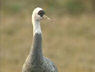 【前編】人間とツルが生きる場所があった。特別天然記念物・ナベヅル“黒太郎”一家と山口・八代の村人たちの10年