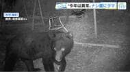 ナシ農家が悲鳴！クマが食い荒らす　カメラがとらえた衝撃の直立シーン「枝ごと全部なくなって」　広島