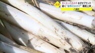 糖度は12度!厳しい寒さで甘み増す八頭の「極寒越冬白ねぎ」(鳥取・八頭町)