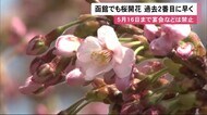 函館でもサクラ開花…過去2番目のスピード 飲酒・宴会は禁止 4月24日ごろ満開か