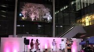 【桜】福井市・ふくい桜まつりが開幕 来月11日まで