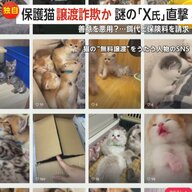 【独自】「子猫を無償譲渡」偽りエサ代と保険料3万円請求するX氏直撃「あなたは礼儀がなく、とても不快です」…勝手に住所使われた無関係の団体「迷惑しています」