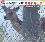「涼を求めて？」高校敷地の木陰に居座る“子ジカ”も…シカ出没相次ぎ車との接触事故は過去最多の去年を上回るペース