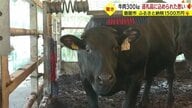 返礼品は「牛一頭」！ふるさと納税1500万円　生産者「命を頂くことを感じてほしい」　鹿児島・鹿屋市