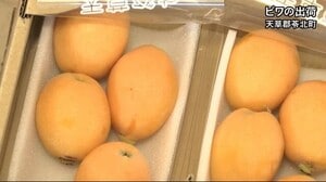 天草郡苓北町『ビワ』の出荷最盛期【熊本】