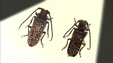 街路樹が倒れる恐れも…外来種の大型カミキリムシが食い荒らす 「くだもの王国」福島にも黄信号