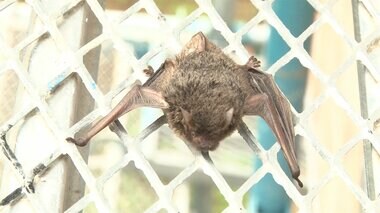 家に住みつくコウモリ “糞害”に住人も苦悩