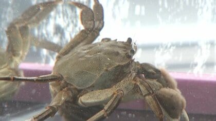 稚魚を育てて放流 「栽培漁業」推進へ　漁獲量減少に歯止めを…年間数百万匹を生産する新施設完成【岡山発】