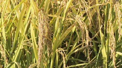 米増産の切り札？画期的な「水のない田んぼ」ビールの副産物使い水張りの労力不要、温暖化の原因メタンガスも抑制