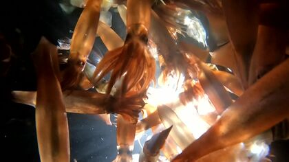 【イカ安くなる！？】記録的な不漁が続く“函館イカ漁”まもなく解禁＿漁獲量の見通しに専門家は「今年は注目の年」そのワケは“黒潮大蛇行”の終息＿イカが取れていたころと同じような潮の流れに