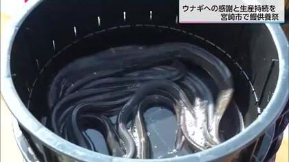 ウナギへの感謝　約2000匹を川に放流　宮崎市で鰻供養祭