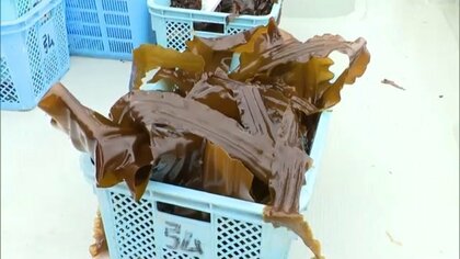 海保の巡視船から1キロリットル超の重油流出　“1500トン”のワカメ・コンブを全て廃棄処分へ　宮城