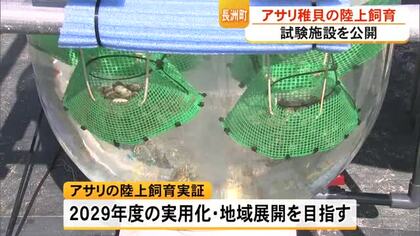資源回復へ　産学官で県産アサリ稚貝を陸上で飼育　試験施設公開【熊本】