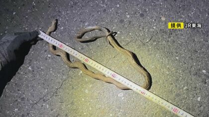 “蛇年のGW”にヘビが新幹線止める 架線に引っかかって停電発生し約6万7千人に影響 専門家「止めるの難しい」