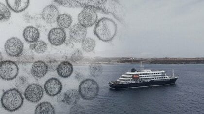 アルゼンチンでバードウォッチング中にネズミ接触、ハンタウイルスに感染か…最初に発症のオランダ人夫婦　テネリフェ島ではマスク販売増