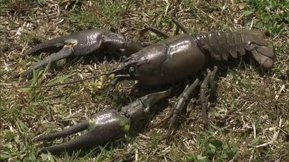 春には無数の卵を…生態系を乱す厄介者・特定外来生物「ウチダザリガニ」　年々増加…繁殖を防げ！捕獲作戦【福島発】