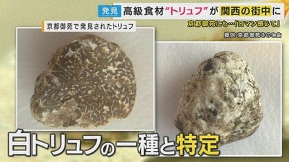”世界三大珍味”「トリュフ」関西で発見「ものすごい濃ゆい　いい匂い」人工栽培で気軽に食卓に並ぶ日も