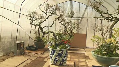皇室の正月彩る「春飾り」準備進む　縁起ものの植物を寄せ植えした盆栽