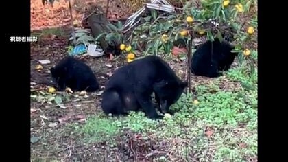 クマ被害対策で初の閣僚会議開催へ　「緊急銃猟制度」の確実な運用など取り組む考え