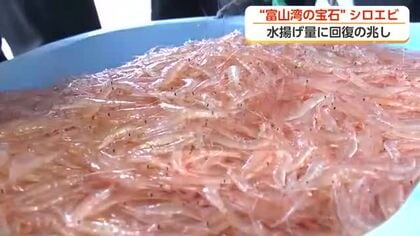「富山湾の宝石」シロエビ 今季初水揚げ　994キロで回復の兆し 「プリプリで美味しい」