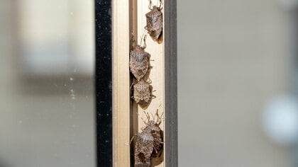 刺激すると強烈な「パクチー臭」を放つカメムシ…どうやって駆除するのが正解？駆除剤がない場合は？アース製薬の研究員が解説