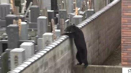 クマ対策…麻酔吹き矢の人材7人養成へ　現在は岩手県内でただ1人　盛岡市が麻酔による捕獲体制強化を発表