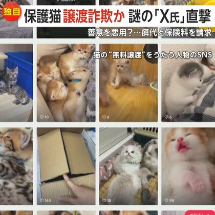 【独自】「子猫を無償譲渡」偽りエサ代と保険料3万円請求するX氏直撃「あなたは礼儀がなく、とても不快です」…勝手に住所使われた無関係の団体「迷惑しています」