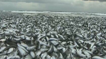 イワシ大量漂着に英紙“処理水”関連づける動画拡散　「核の魚・カモメも食べない」コメントも　専門家「フェイクニュース」指摘