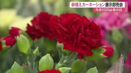 「日頃の感謝を込めて」母の日のプレゼントに　柴田町で鉢植えカーネーションの展示即売会〈宮城〉