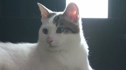 自由気ままな4匹のネコがお出迎え！でもお客さんのお魚ランチには手を出さないお利口さんがいる喫茶店【石川発】