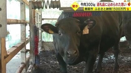 返礼品は「牛一頭」！ふるさと納税1500万円　生産者「命を頂くことを感じてほしい」　鹿児島・鹿屋市