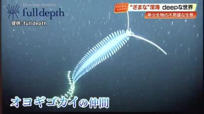 水玉模様がキュートな『ユリウツボ』など高知の深海生物50種　SATOUMIで企画展「ざまな深海展」