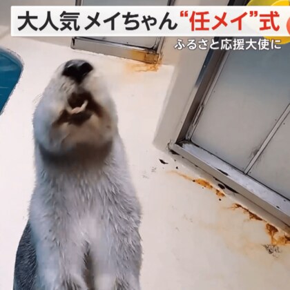 大人気ラッコ「メイちゃん」ふるさと応援大使に　水族館で“任メイ式”　伊勢エビのケーキでお祝い　三重・鳥羽市
