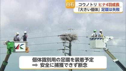 4年連続で白石町に巣をつくるコウノトリ ヒナ4羽が元気に育つも足環装着は断念【佐賀県】