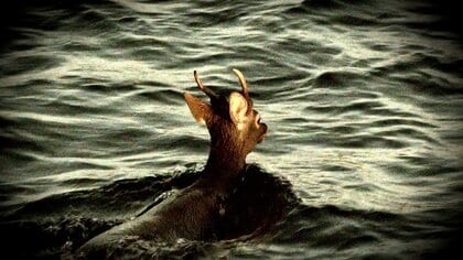 流木？海を泳ぐ怪しい“黒い影”は「イノシシ」…長崎・西海市沖　海にいないはずの「シカ」も愛媛・伊方町沖で目撃