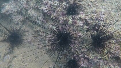 ガンガゼ大量発生でウニがピンチ　海藻を食い荒らされ“磯焼け”　海士漁師の「ガンガゼバスターズ」が海の再生へ挑む