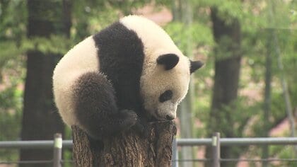 「もう涙が止まらなくて…」シャンシャン 成田空港から中国に返還 日本での最後の食事はタケノコ・リンゴとパンダ団子