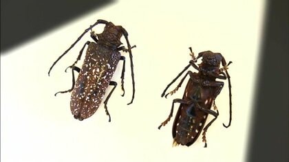 街路樹が倒れる恐れも…外来種の大型カミキリムシが食い荒らす　「くだもの王国」福島にも黄信号